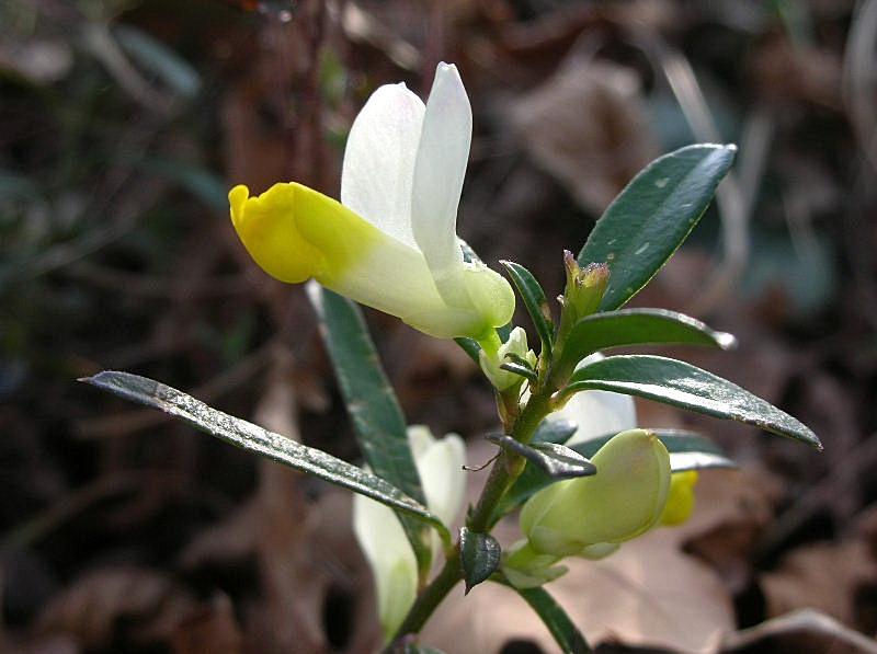 Polygaloides (=Polygala) chamaebuxus / Poligala falso-bosso
